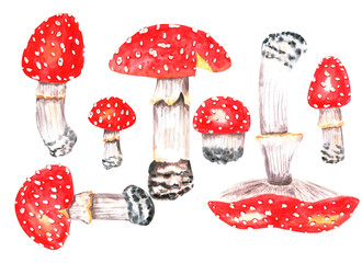 Watercolor fly agaric on a white background. Fly agaric, wild mushrooms, watercolor illustration of a red fly agaric.