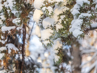 Pine branch with needles is covered with snow in the sunset light