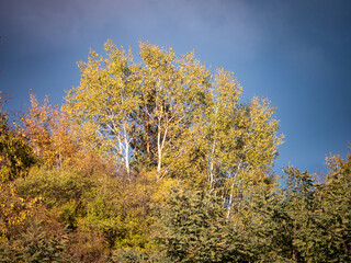 Fototapeta premium Autumn forest scene with tall birch trees and colorful foliage illuminated by sunlight under a deep blue sky.