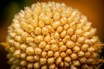 Close-up of yellow flower inflorescence with dense florets and blurrbackground