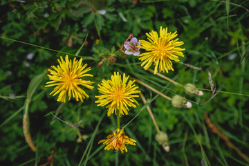 Closeup of yellow dandelion flower
