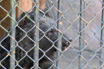 動物園にいるツキノワグマ