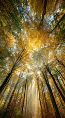 Obraz premium Golden sunbeams piercing through the canopy of a vibrant autumn forest