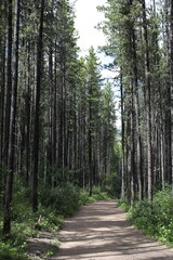 Obraz premium road in the forest