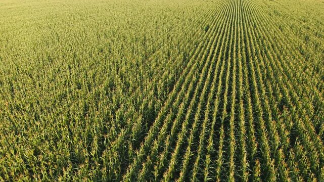 Sunset light casts long shadows on cornfield rows in aerial of golden farmland