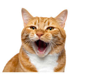  Firefly_Emotional ginger cat crying on white background, isolated feline with expressive beha