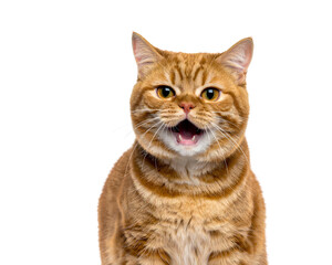  - Firefly_Emotional ginger cat crying on white background, isolated feline with expressive beha  (2)