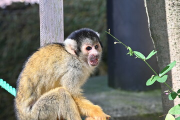 かわいいリスザル