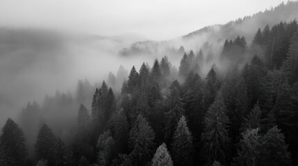 Misty monochrome aerial view of a forest slope with tall, dense coniferous trees