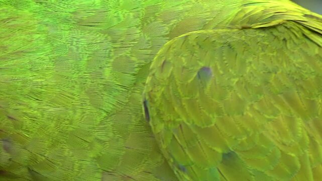 Closeup of Great Green Macaw, Ara Ambiguus Bird. Colorful Parrot. 4K
