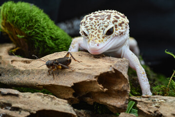 A leopard gecko is on a log monitoring its prey