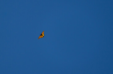 A Monarch Butterfly fluttering about up in the blue sky.