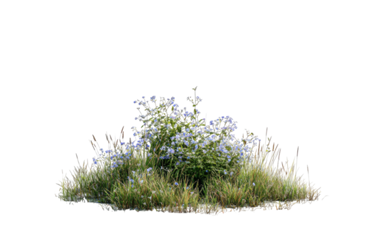 Small flower bush isolated against a stark black background