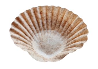 Scallop shell, textured ridges radiate from rounded base
