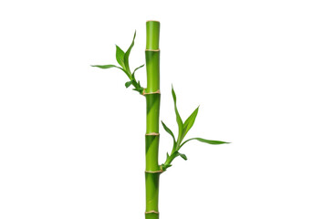 Naklejka premium Vibrant green bamboo stalk with new leaves in natural light studio shot