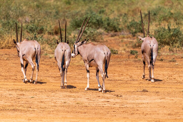 Outdoor scene depicting a group of Orynx - Oryx gazelle- in the Samburu national reserve in northern Kenya
