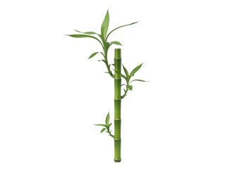 Fototapeta premium Vibrant green bamboo stalk with delicate leaves isolated on a deep black canvas