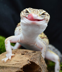 Closeup A leopard gecko with a smiling expression, its tongue sticking out and licking its lips. Its yellow-brown scale pattern and piercing eyes make it unique and adorable. © dianz