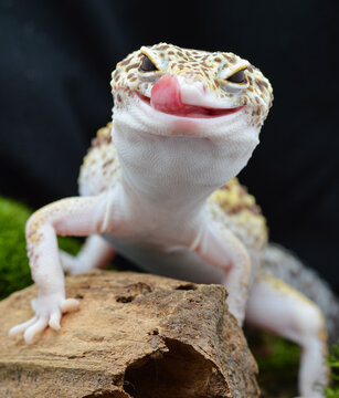 Closeup A leopard gecko with a smiling expression, its tongue sticking out and licking its lips. Its yellow-brown scale pattern and piercing eyes make it unique and adorable.