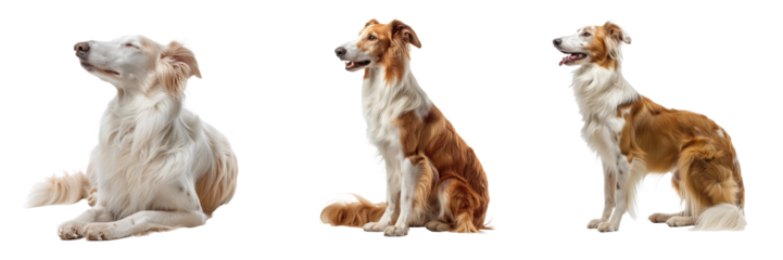 Set of Borzoi Dog Isolated on Transparent Background. PNG.