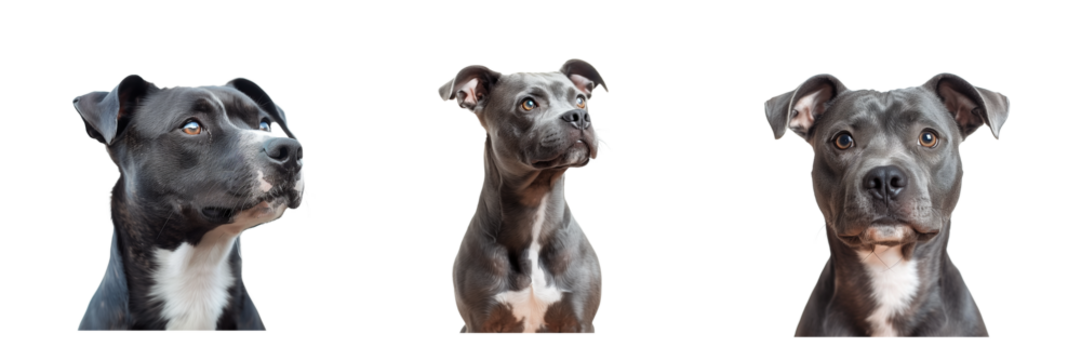 Set of Staffordshire Bull Terrier Dog Isolated on Transparent Background. PNG.