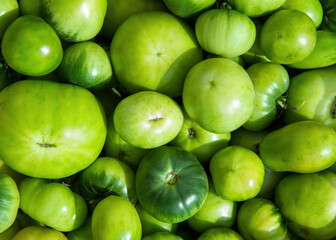 Lots of different natural green tomatoes. Tomatoes ripen in the sun