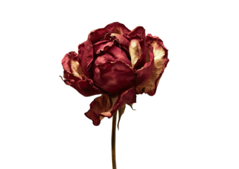 Withered rose deep red petals with golden highlights