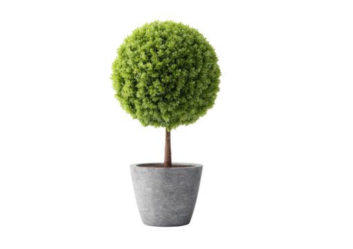 Round, green topiary plant in a gray pot - Powered by Adobe