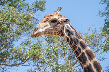 Cropped shot view of Giraffe (or Giraffa) living in the nature. The giraffe is a long-necked ruminant of the African savannah, the tallest living land animal.