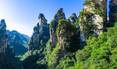 Majestic Zhangjiajie national forest park: towering sandstone pillars emerging from lush green forest, Wulingyuan Scenic Area, Hunan Province, China.