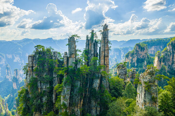 Obraz premium Majestic Zhangjiajie national forest park: towering sandstone pillars emerging from lush green forest, Wulingyuan Scenic Area, Hunan Province, China.