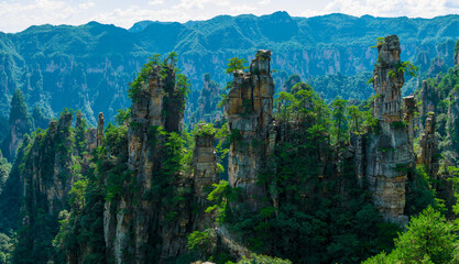 Majestic Zhangjiajie national forest park: towering sandstone pillars emerging from lush green forest, Wulingyuan Scenic Area, Hunan Province, China.