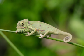 Baby chameleon, approximately 2 months old. chameleon on a tree
