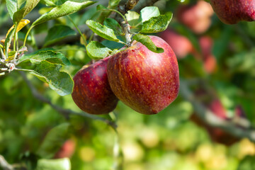 Fresh red Mustang apples growing on a tree branch in Mustang, Nepal organic Himalayan apples known for their natural sweetness, crisp texture, and vibrant colour. Perfect for use in food, agriculture.