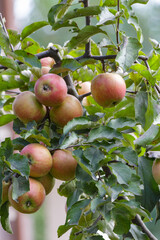 Ripe apples hanging on a tree branch among green leaves in orchard. Natural fruit growth in summer or early autumn, symbol of harvest and organic farming.