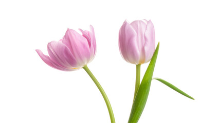 Fototapeta premium Pink tulip buds on delicate background isolated on transparent background