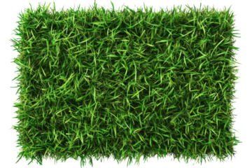 Top view of lush green grass carpet texture showing a vibrant and dense growing pattern suitable for landscaping and design projects