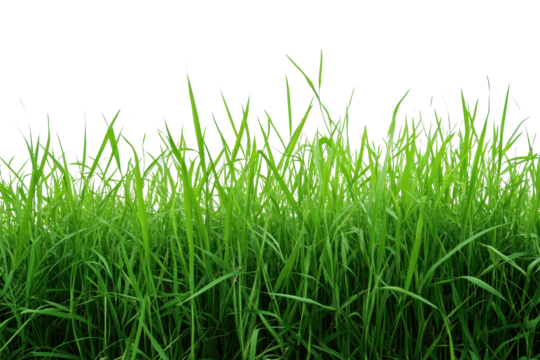Vibrant green grass growing densely under bright sunlight in a natural outdoor setting ideal for relaxation and play