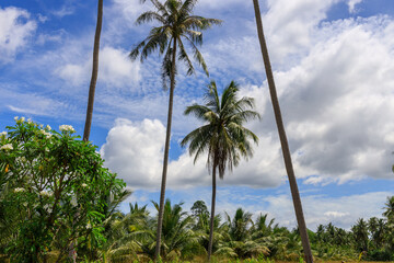 Obraz premium Tropical landscape with palm trees and a cloudy sky