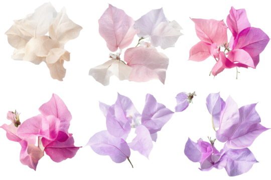 Soft pastel bougainvillea flowers in various shades create a delicate arrangement perfect for brightening up any space or event while adding a touch of elegance and color