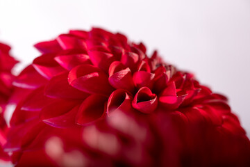 Pink dahlia macro with sparkling dew drops, bright floral composition on white background.