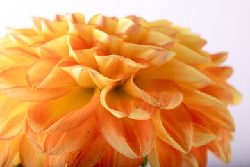 Yellow dahlia flower macro with water drops on petals. Natural elegance and vivid color.