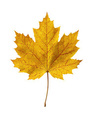 Obraz premium Isolated autumn maple leaf