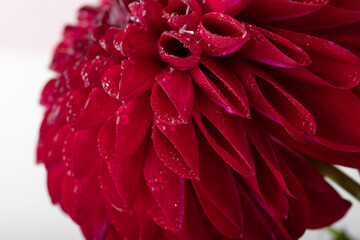 Macro photo of pink dahlia flower with dewdrops on white background. Fresh natural beauty concept.