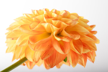 Yellow dahlia close-up with morning dew on petals. Vibrant macro flower photography.