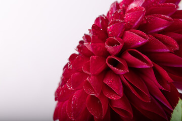 Pink dahlia with dew macro, showing petal details and soft natural light.