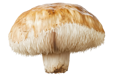 Majestic lions mane mushroom isolated on a plain background showcasing its unique texture and shape, ideal for nature lovers and culinary enthusiasts discovering new ingredients