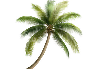 Lush palm tree standing tall against a transparent background, ideal for use in tropical themed designs and summer graphics