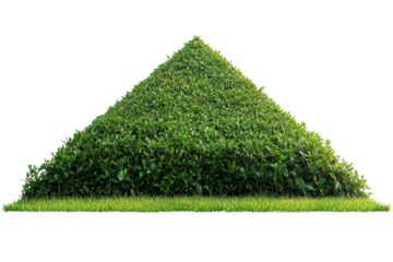 Green pyramid shaped hedge nestled on vibrant grass creating a striking landscape feature in a sunny outdoor setting