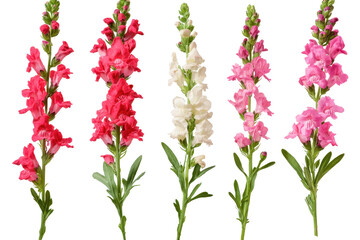 Collection of vibrant snapdragon flowers in various colors displaying their unique beauty and charm